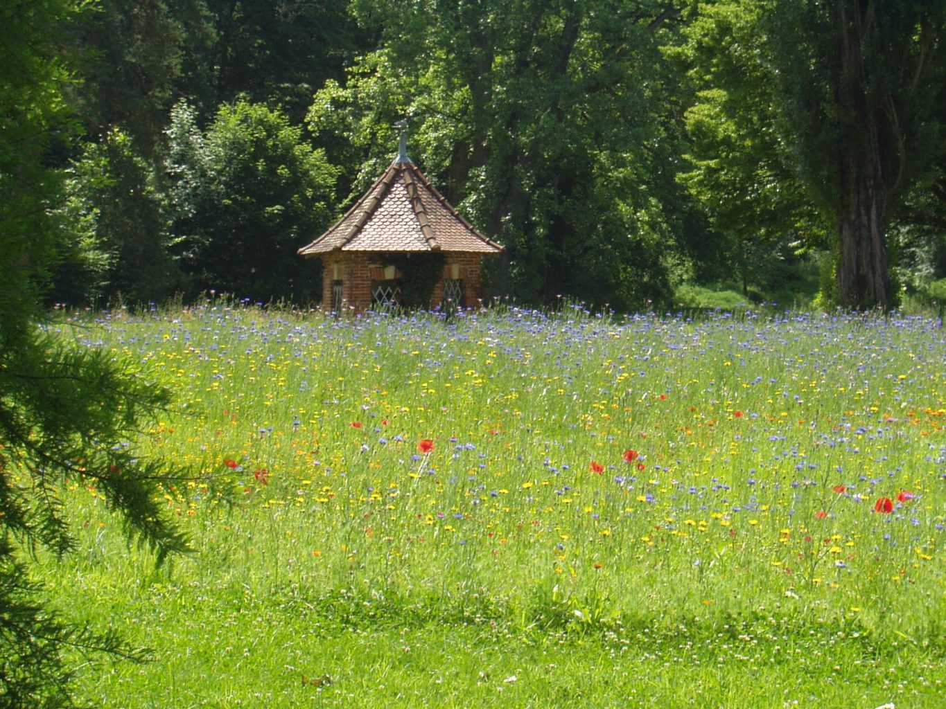 Fleurs de printemps sur les pelouses du Domaine de Saint-Paul