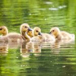 Crèche géate pour oies bernaches au Domaine de Saint-Paul