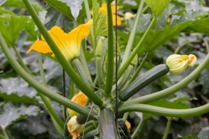 Fleurs de courgettes