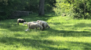 éco-pâturage au Domaine Saint-Paul