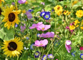 Biodiversité au Domaine-Saint-Paul