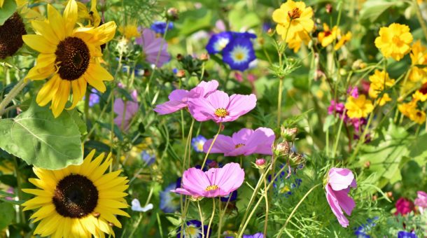 Biodiversité au Domaine-Saint-Paul