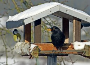 Les oiseaux au jardin