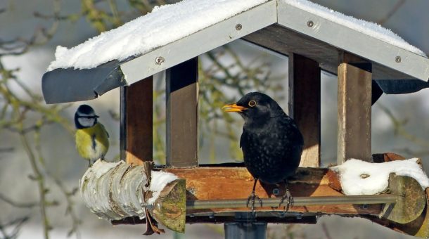 Les oiseaux au jardin