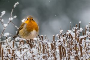 le rouge gorge